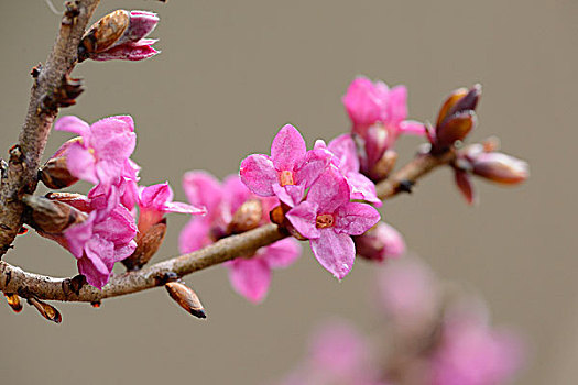 瑞香属植物,花