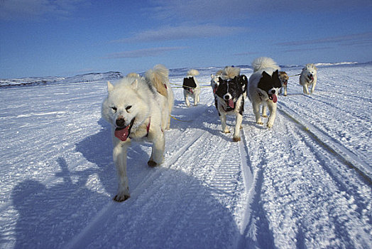 加拿大,巴芬岛,靠近,哈士奇犬,团队,拉拽,雪撬