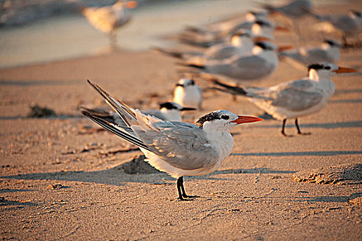 鸟群,海滩,迈阿密海滩,佛罗里达,美国