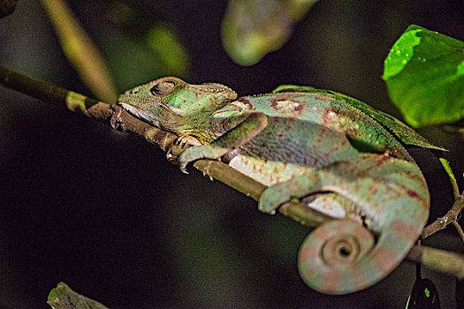 madagascar马达加斯加夜景变色龙