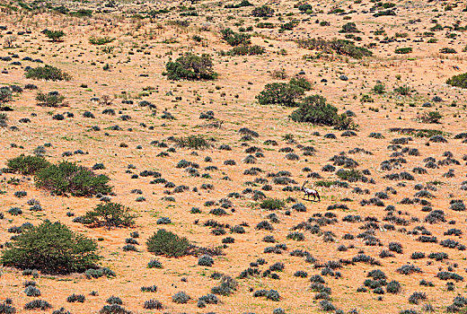 南非大羚羊,羚羊,浩大,卡拉哈里沙漠,下雨,季节,青草,卡拉哈迪大羚羊国家公园,南非,非洲