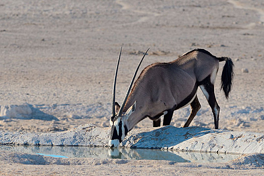 南非大羚羊,羚羊,喝,水潭,埃托沙国家公园,纳米比亚,非洲
