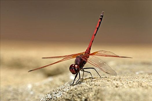 红色,蜻蜓,成虫,国家公园,南非