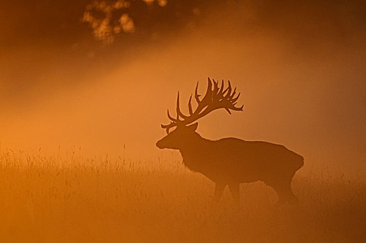 赤鹿,围绕,浓厚,雾