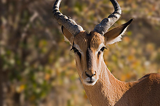 黑斑羚,埃托沙国家公园,纳米比亚