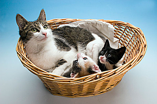 家猫,母兽,两个,小猫,藤条,篮子