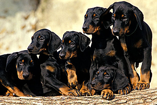 杜宾犬,狗,小动物,站立,一堆,木头