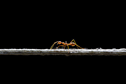 蚂蚁,织布者蚂蚁,平衡性,绳,清迈省,泰国,亚洲
