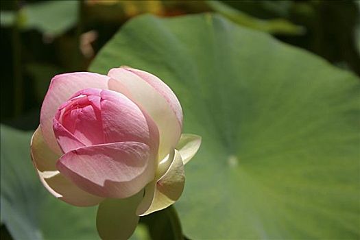 特写,花,绿叶,背景