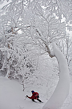 一个,男人,滑雪,旅游,积雪,硬木,边远地区,佛蒙特州,美国