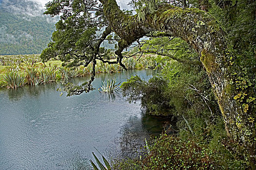 镜子,湖,米尔福德路,峡湾,南岛,新西兰