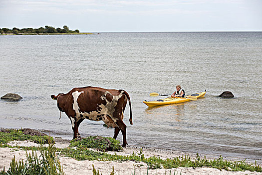 女人,漂流,母牛,海滩,前景
