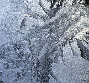 逆光,冰,花,窗户,特写