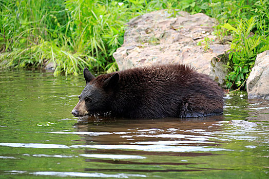 美洲黑熊,小动物,水中,松树,明尼苏达,美国,北美