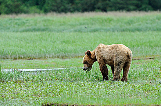 棕熊,熊,幼小,莎草,草,不列颠哥伦比亚省,加拿大