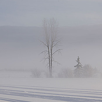 树,积雪,风景,不列颠哥伦比亚省,公路,加拿大