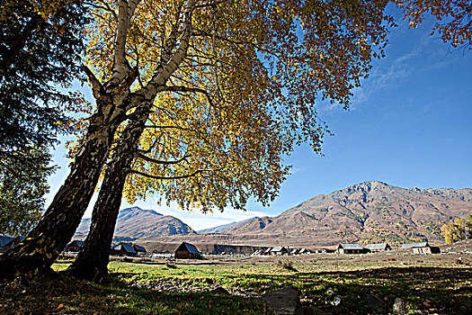 新疆阿勒泰喀纳斯秋天白桦树林