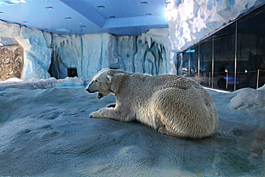 珠海长隆海洋王国里的北极熊