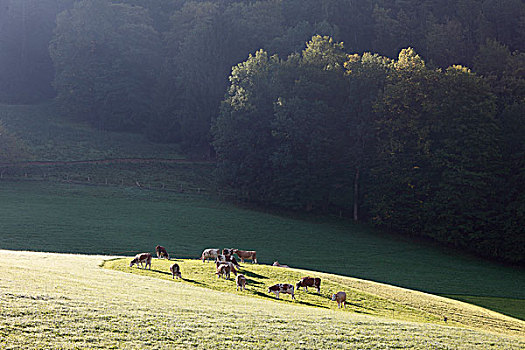 母牛,草场,上巴伐利亚,巴伐利亚,德国,欧洲