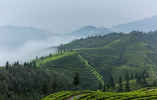 四川宜宾屏山蜿蜒茶山自然风光