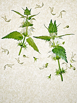 野芝麻属,集邮册,茎,叶子,花,绿色,白色