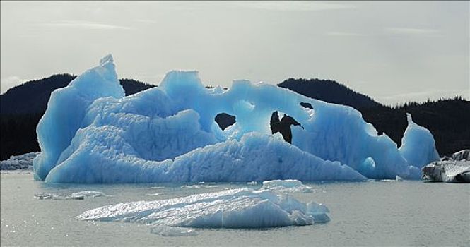 漂浮,蓝色,冰山,威廉王子湾,阿拉斯加湾,美国