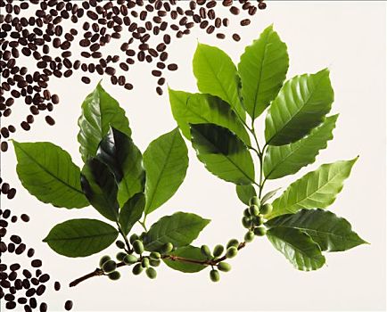 枝条,咖啡,植物,煮咖啡,咖啡豆