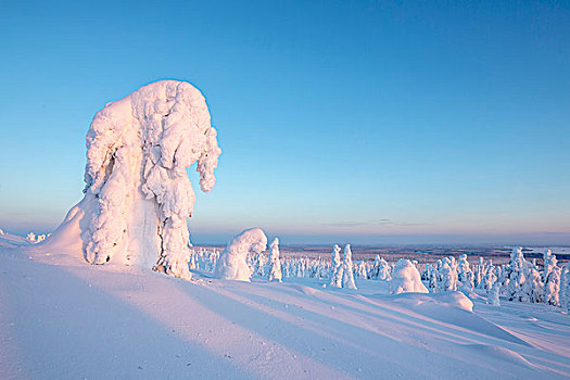 积雪,松树,国家公园,拉普兰,芬兰,欧洲