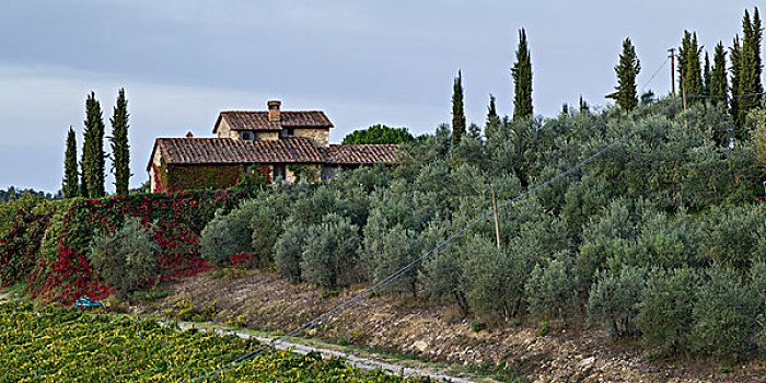 风景,房子,乡村,葡萄园,托斯卡纳,意大利