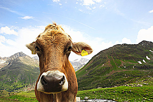 母牛,山坡