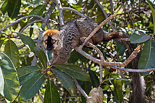 褐色,狐猴,树上,国家公园,马达加斯加