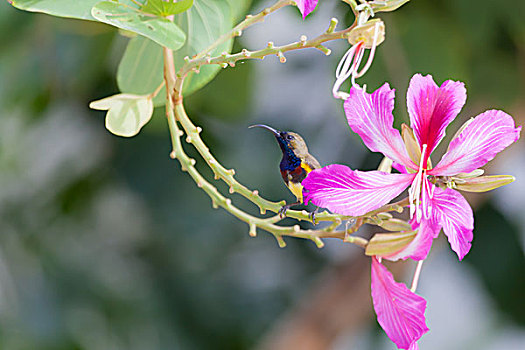 花蜜鸟