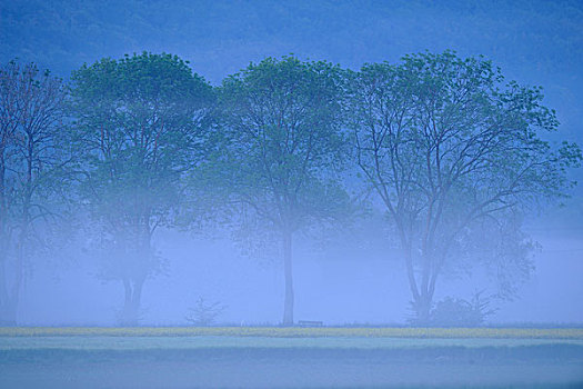 风景,雾状,早晨,普拉蒂纳特,巴伐利亚,德国