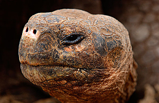加拉帕戈斯,巨大,龟,头部特写,加拉帕戈斯群岛,太平洋