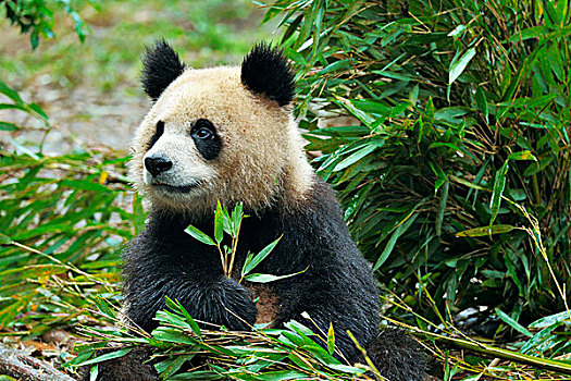 大熊猫,进食,竹子,叶子,俘获,成都,研究,饲养,熊猫,四川,中国,亚洲