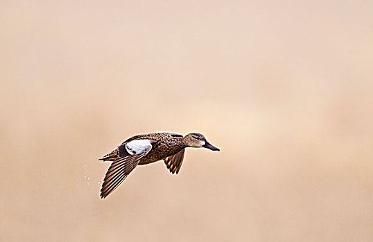雌性,鸭属,飞行,靠近,敏登,内布拉斯加州,美国