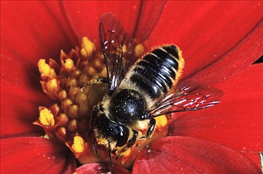 蜜蜂,收集,花粉,红花,西欧