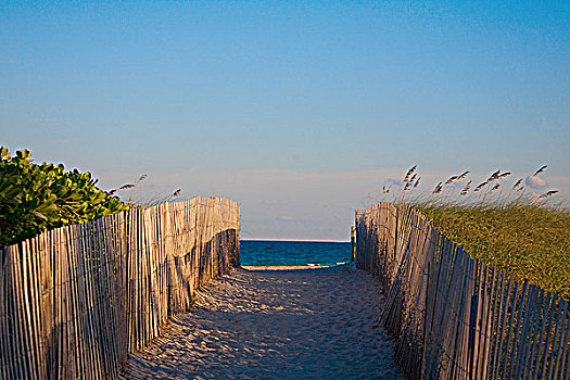木篱,迈阿密海滩,佛罗里达,美国