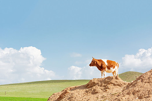 沙丘上的牛