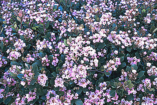 俯拍,草地,紫花