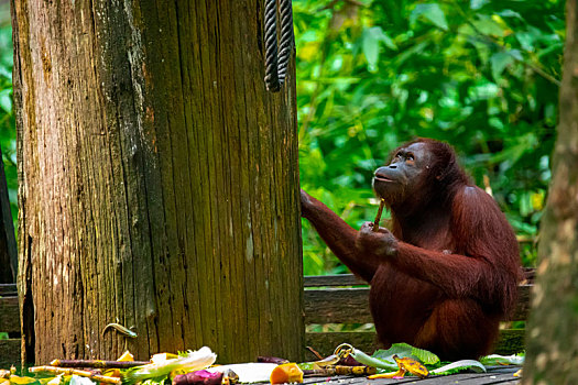 保护区内的红毛猩猩,正在觅食