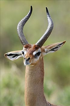 非洲瞪羚,瞪羚,长颈羚,公羊,肖像,萨布鲁国家公园,肯尼亚,东非,非洲