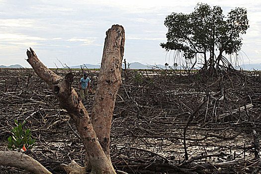 一个,男人,走,区域,红树,海啸,击打,十二月,2004年,印度尼西亚,七月,2007年