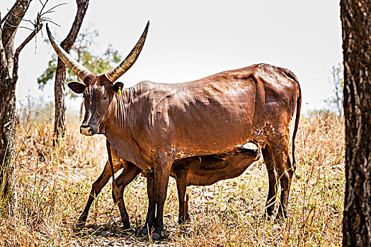 有角,母牛,喂食,幼兽,乌干达
