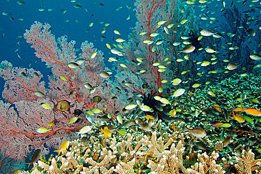雀鲷,鱼群,海洋,巴厘岛,印度尼西亚