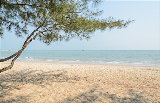 海滩,松树