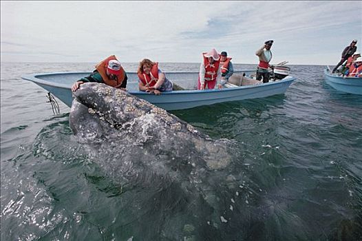 游客,灰鲸,北下加利福尼亚州,墨西哥