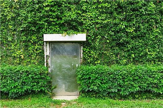 绿色,常春藤,叶子,墙壁,金属,门