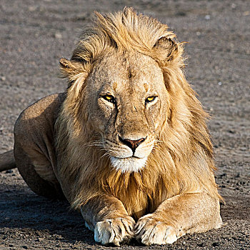 非洲,坦桑尼亚,雄性,狮子,恩戈罗恩戈罗,保护区