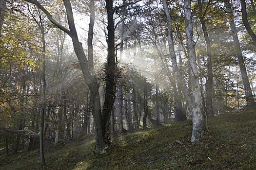 太阳,山毛榉,树林,雾,下奥地利州